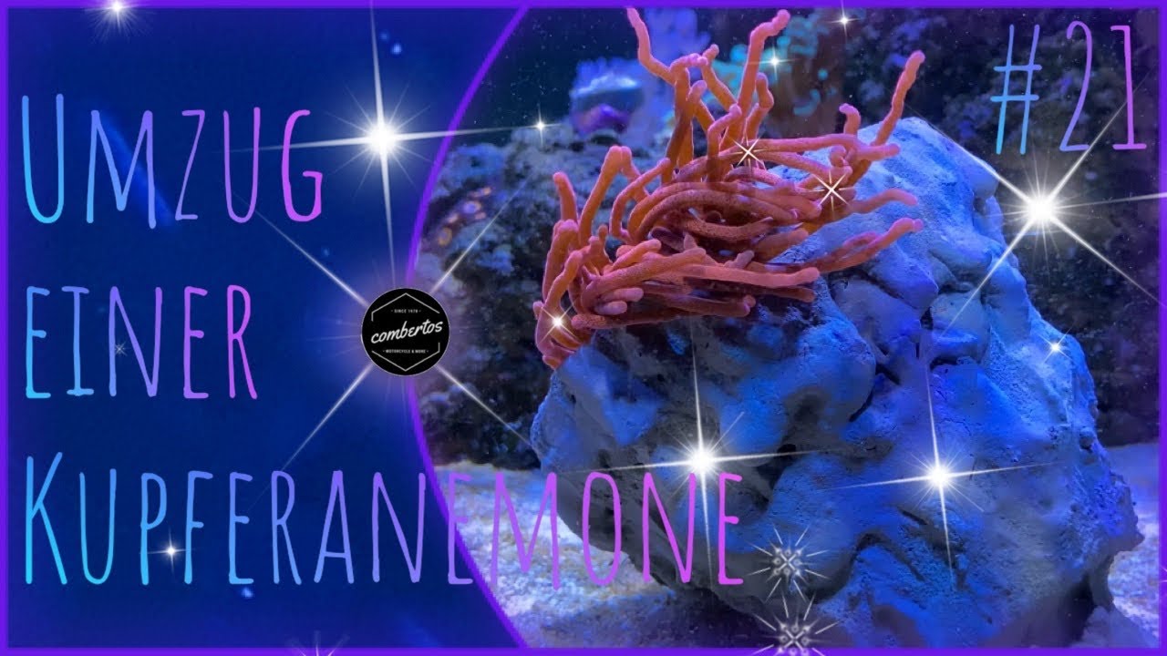 Lido200 MWA #21 | Anemone entfernen |