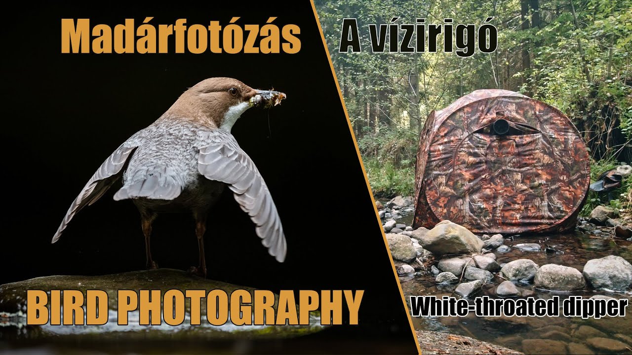 BIRD PHOTOGRAPHY / The White-throated dipper - MADÁRFOTÓZÁS / A vízirigó (Subtitles: Eng/Hun)
