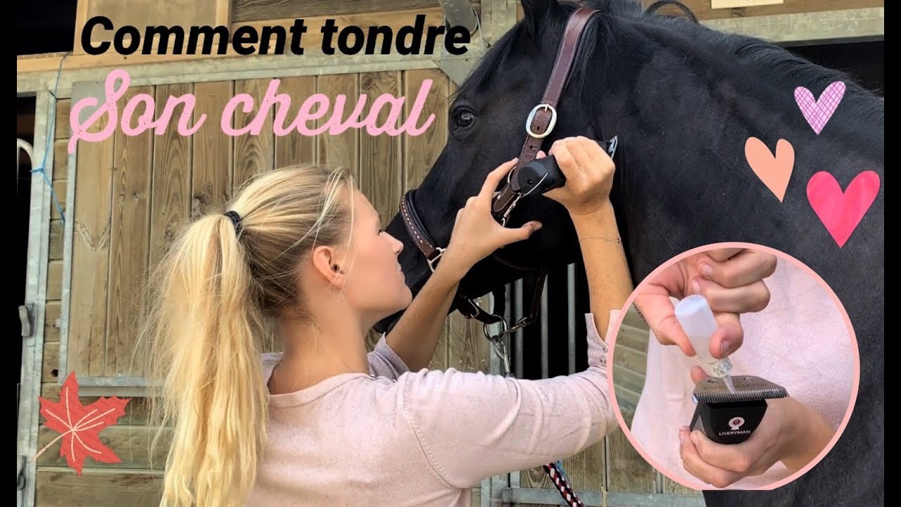 je tonds ma jument ! 💛🤩 comment tondre son cheval ? 💙