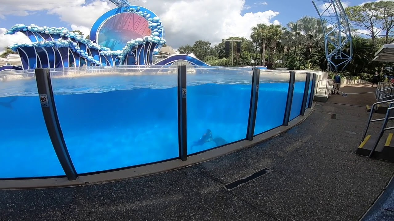 Seaworld Dolphin Show *SPLASH ZONE*