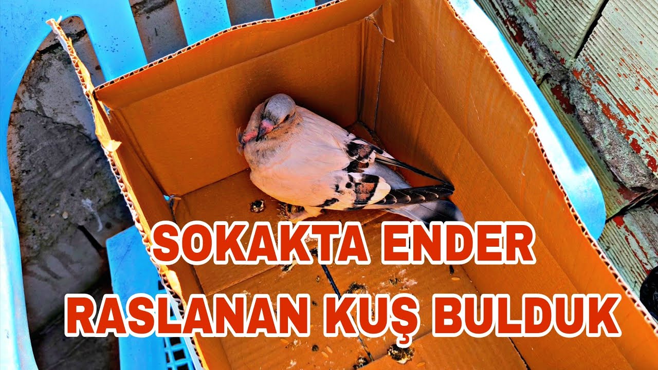 SOKAKTA ENDER RASLANAN KUŞ BULDUK GÜLLÜ FİLO GÜVERCİNİ 
