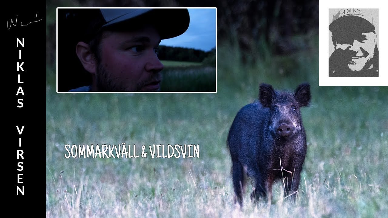 Sommarkväll & vildsvin.