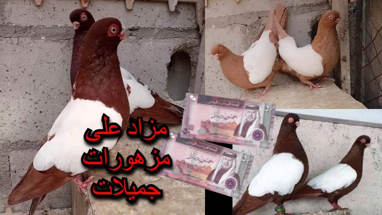 مزادعلى طيور حمام الكش شخشرلي جميع الالوان ومزهورات جميلات الله يبارك