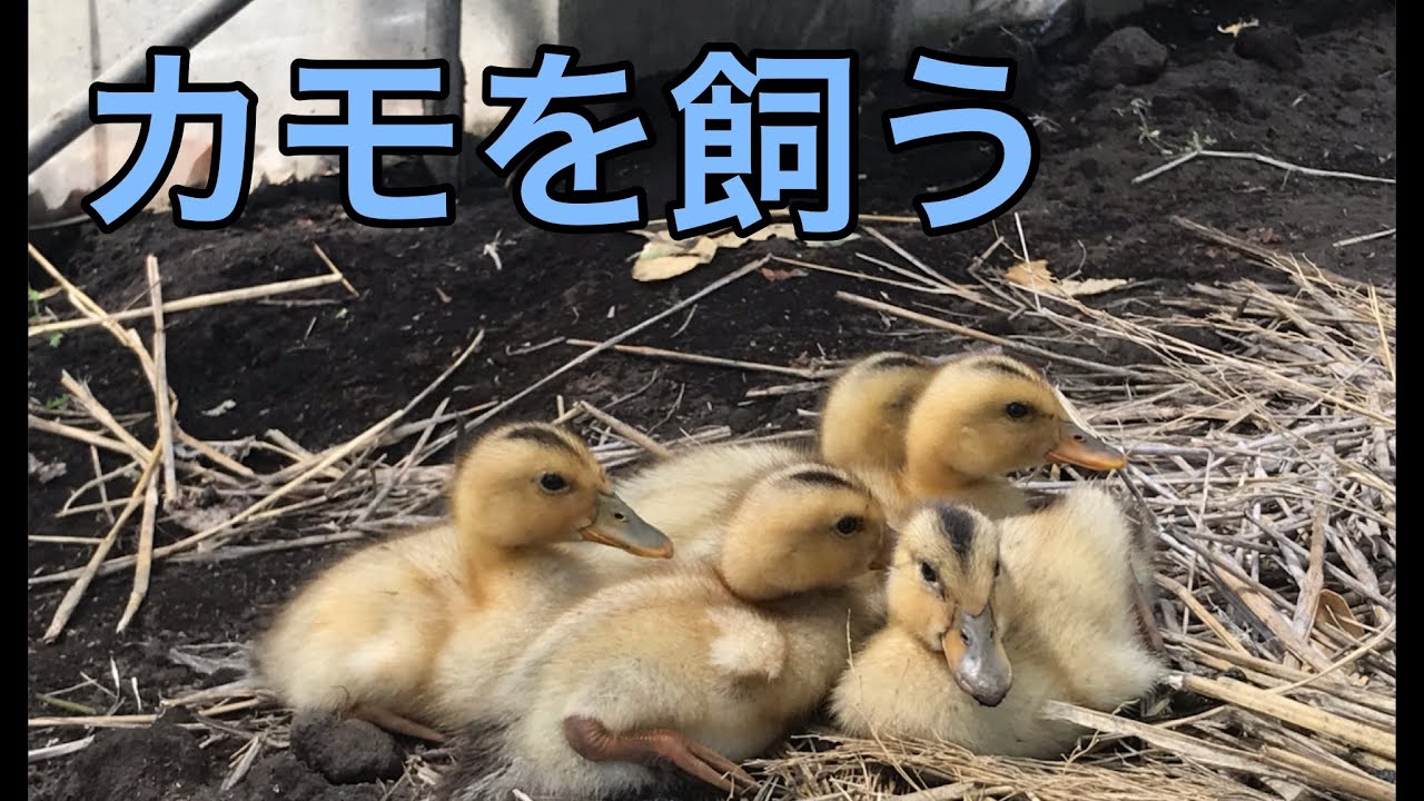 【カモを飼う】合鴨の赤ちゃん５羽☆