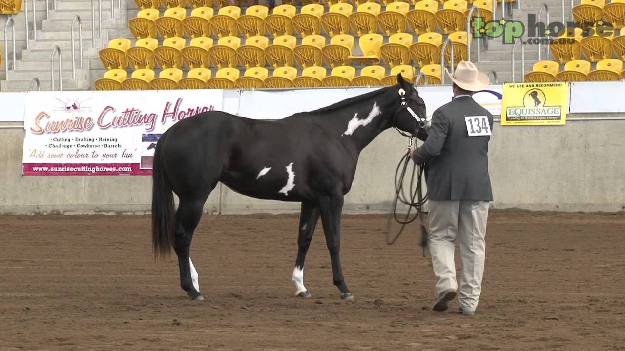 PHAA National Championship Show 2013 - Yearling Lungeline Futurity