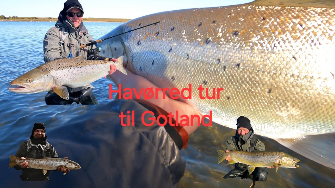 Stor Havørred tur/Havsörring vi aldrig vil glemmer. Det er så dejligt når det lykkedes.