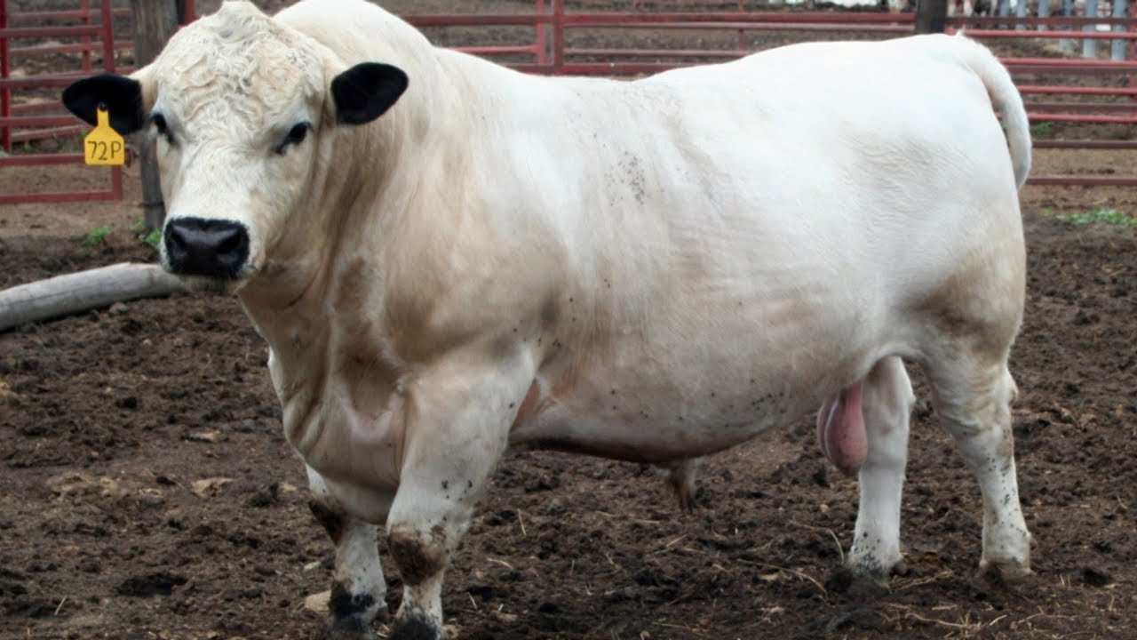 British White Cattle | Attractive Docile Grazers