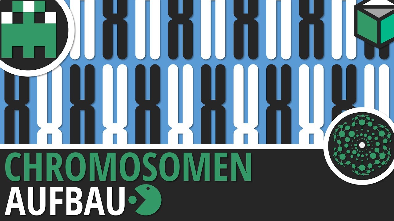 Chromosomen Aufbau-Genetik-Biologie-Lernvideo