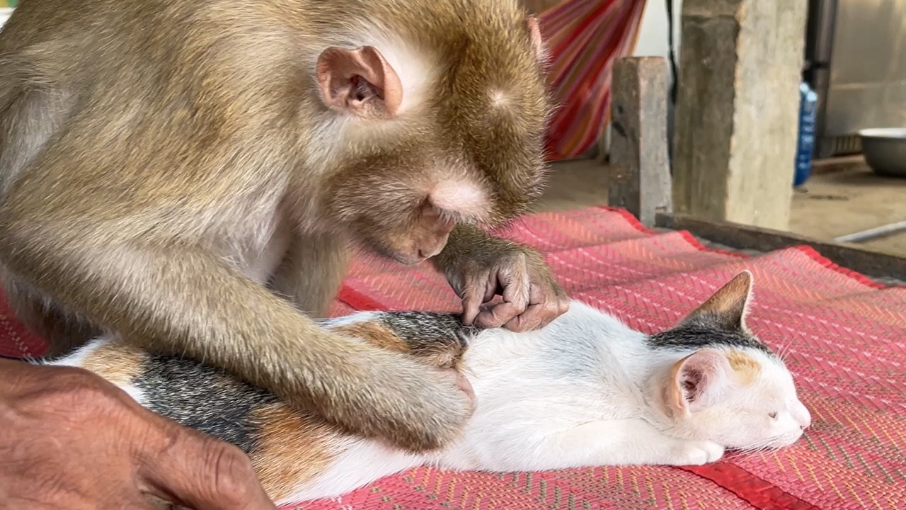 ASMR Zueii Monkey Deep Grooming | Malika The Cat Silky Fur Treatment