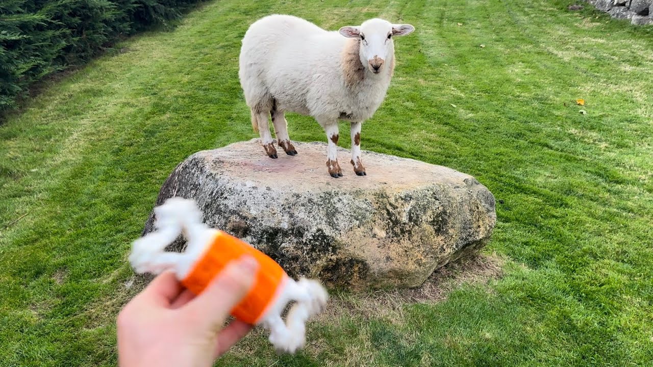 Trying To Play Fetch With A Lamb 