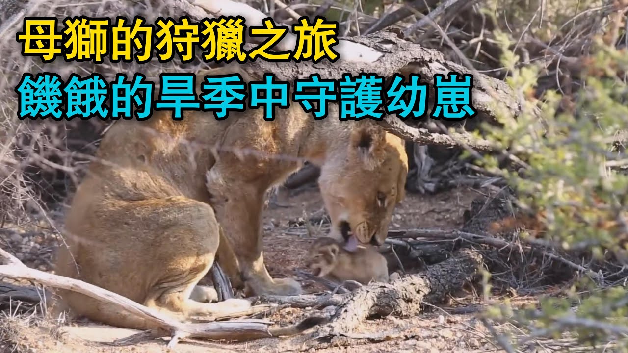 母獅的狩獵之旅，饑餓的旱季中守護幼崽，與兩頭雄獅發生沖突，在危險中尋找一線生機！