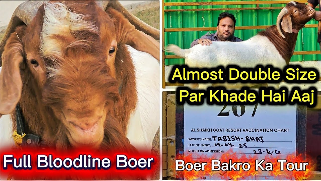 Boer Bakro Ka Huge Collection At Al Shaikh Goat Resort | Full Bloodline Boer