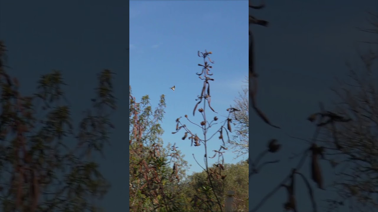 Un puesto de zorzales complicado  #hunting #cazamenor #bowhunting #zorzal