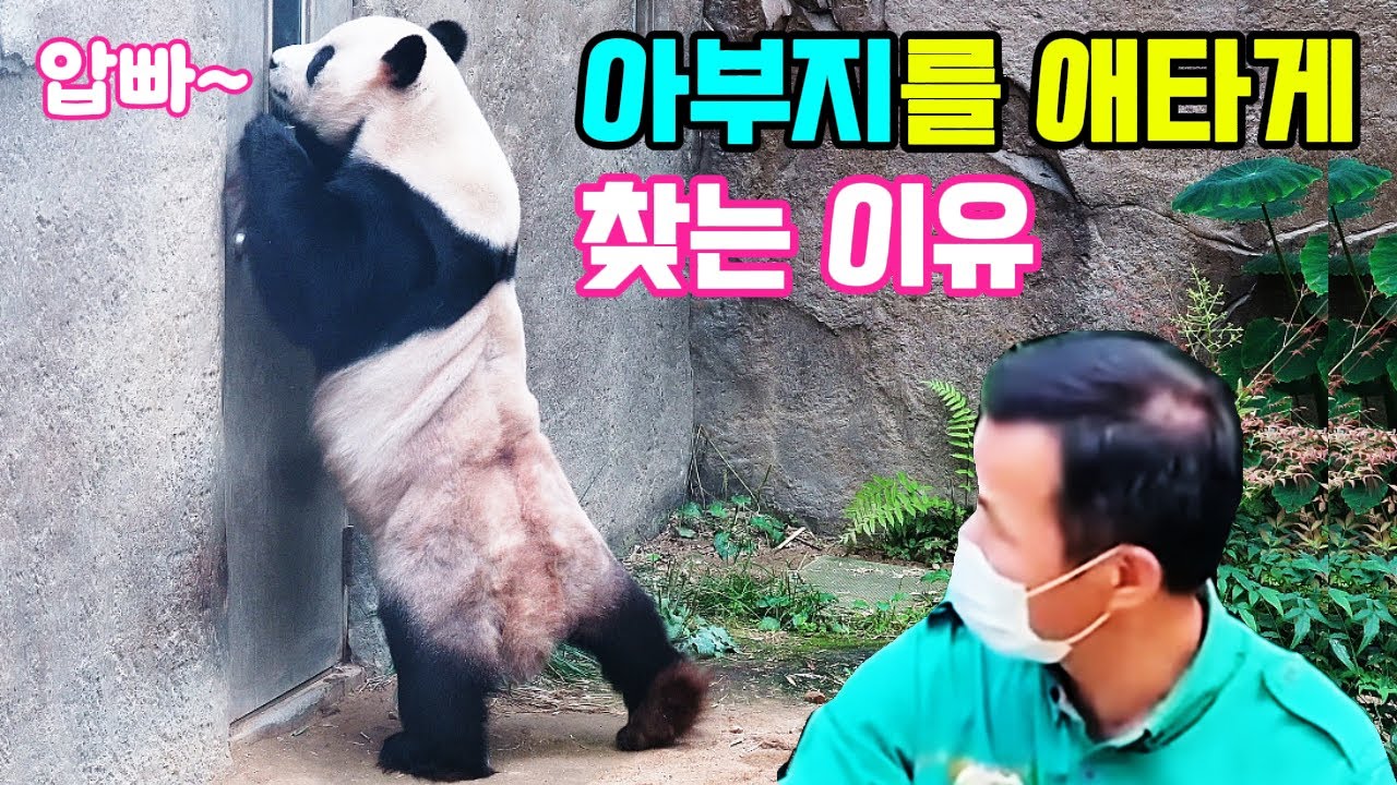 러바오가 아부지를 애타게 찾는 이유🧸러장군이 거수경례를?🤣아이바오가 루이와 후이에게 너무 양보를 하네요🐼Panda World🐼