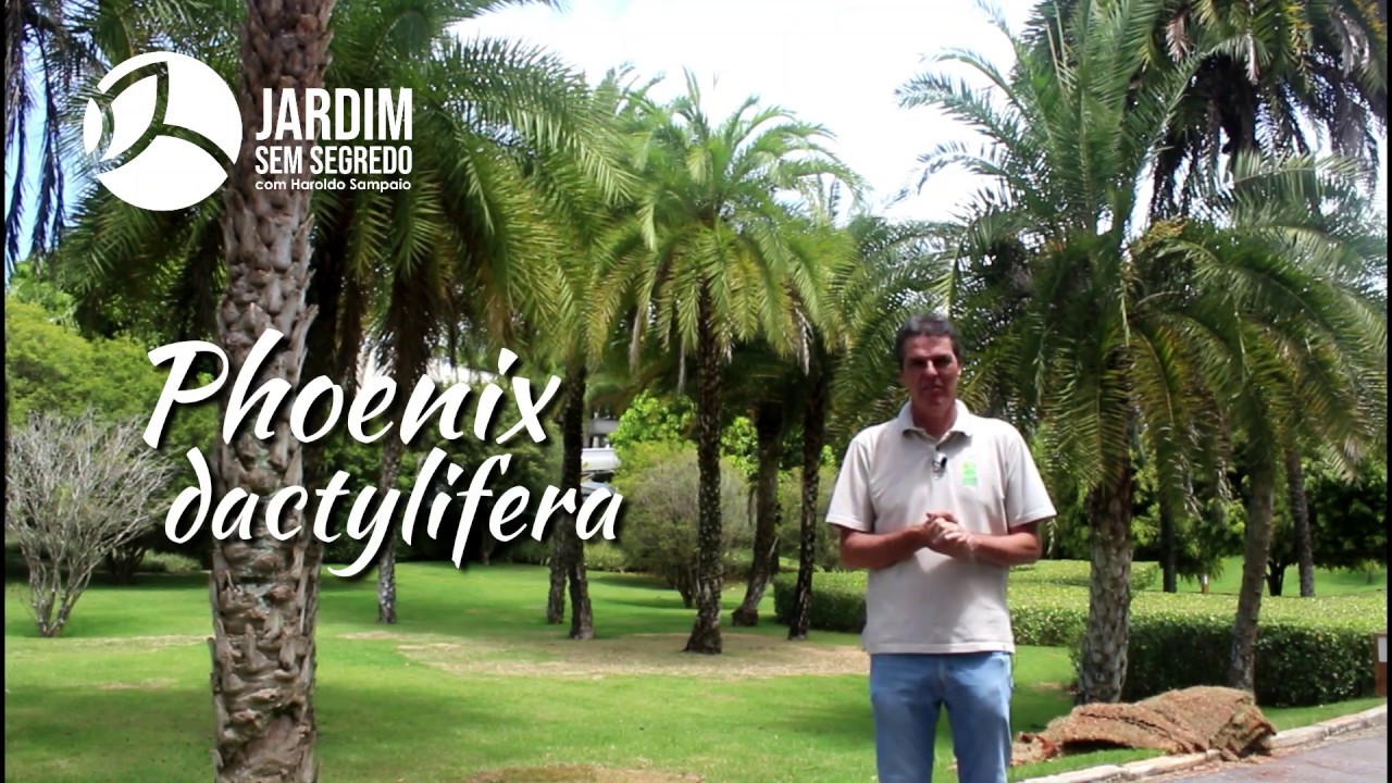 Phoenix dactylifera - tamareira - Jardim sem segredo