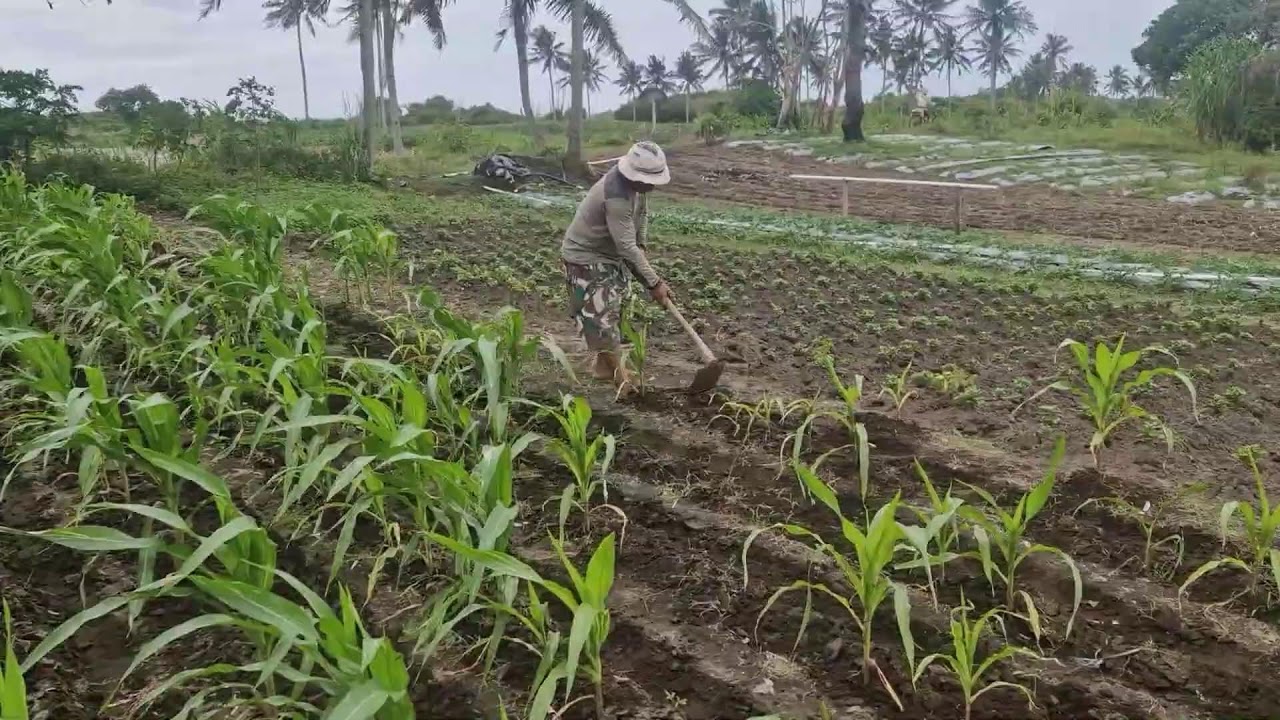 FROM WEEDS TO ROWS – AMAZING CORN WEEDING SKILLS USING TRADITIONAL TOOLS! - Agriculture Gardening