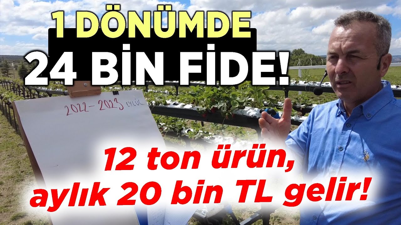 1 Dönümde 24 Bin Fide! 12 TON ÜRÜN, AYLIK 20 BİN TL GELİR! - Çilek Tadında