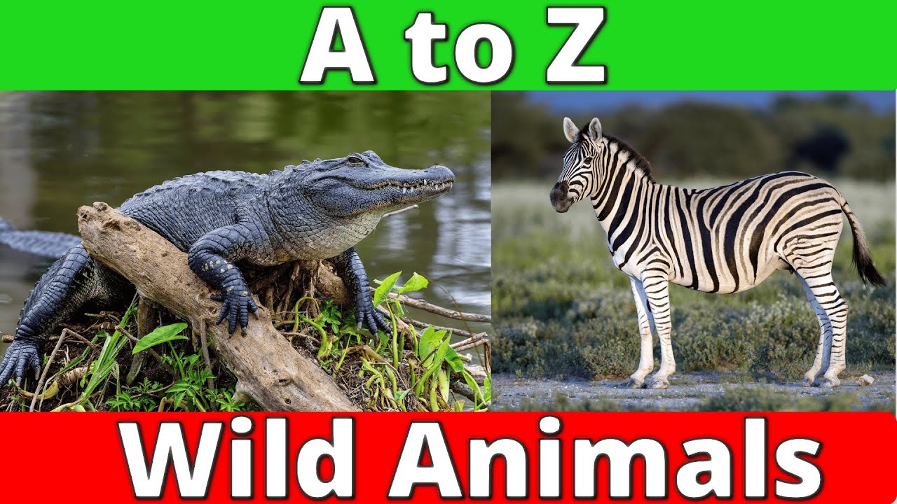 A TO Z Wild Animals | Learn wild animals names in English | English Educational Video | #Animals