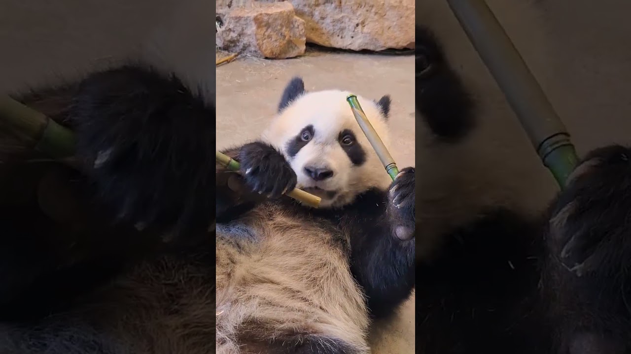🐼 LANG YUE SLAAPT EN SPEELT | Pandajong in Ouwehands Dierenpark