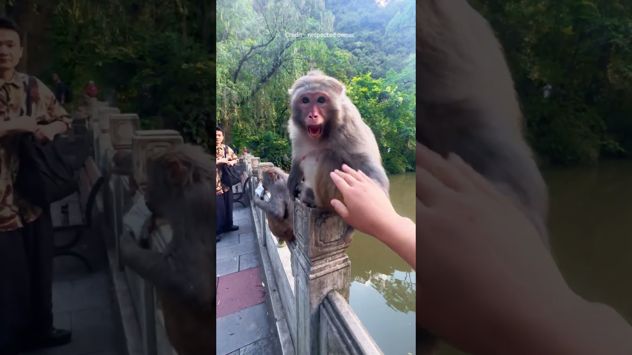 This Monkey&rsquo;s Reaction Was Totally Unexpected when he touched the monkey