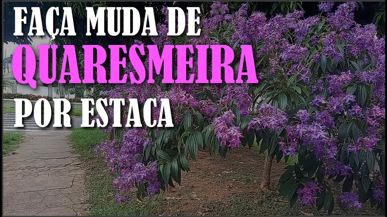 Veja Como Fazer Mudas de Quaresmeira Pela Estaca