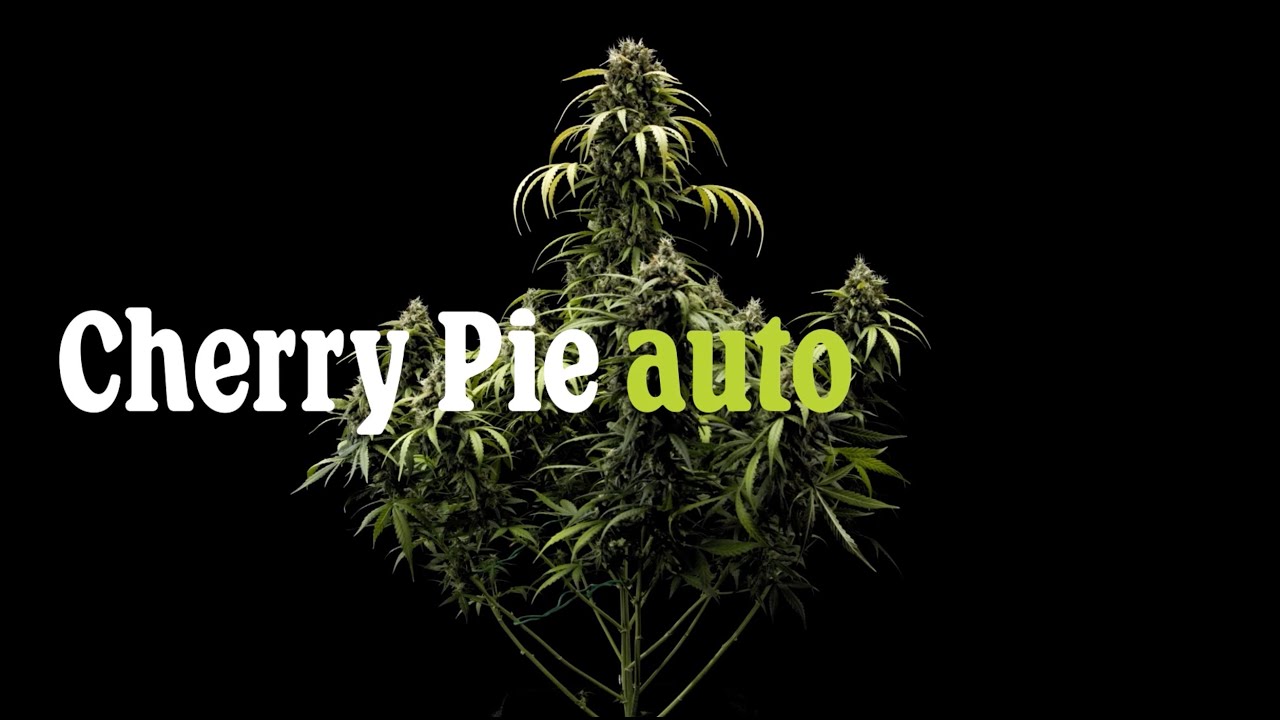 Отчет о выращивании сорта Cherry Pie Automatic от Royal Queen Seeds