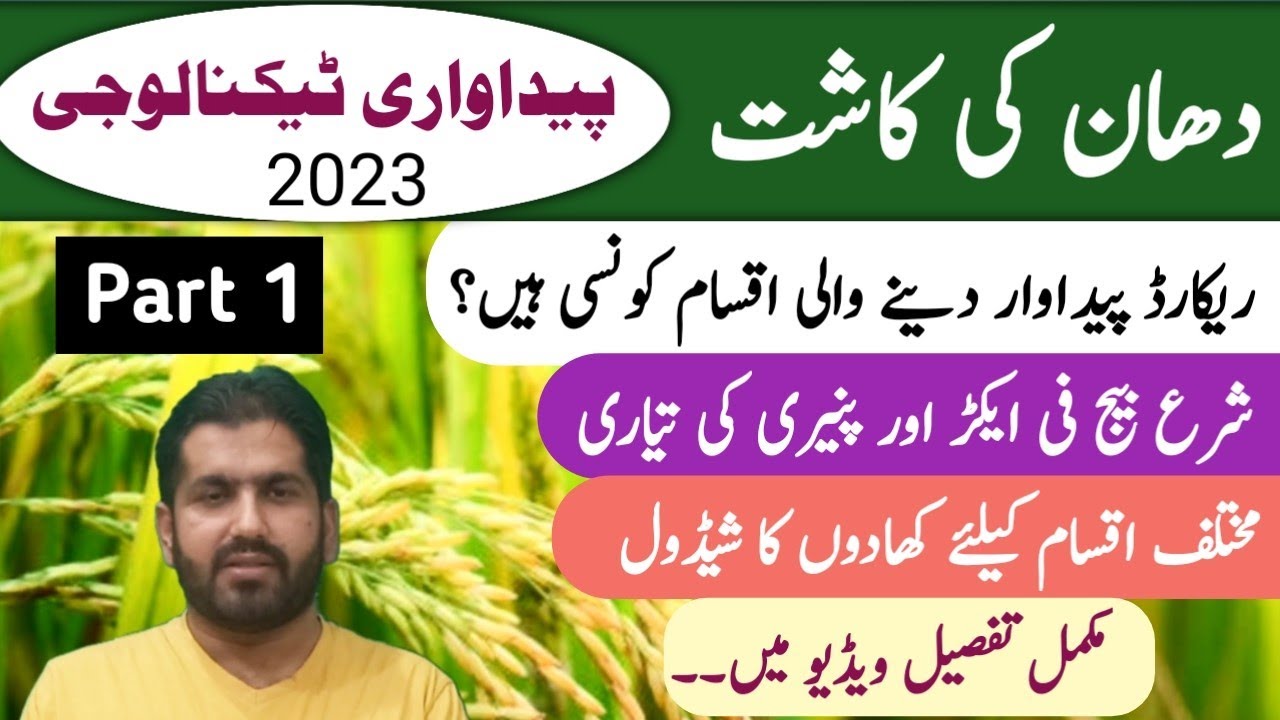 Rice Crop Farming 2023 | Production Technology of Rice |  Rice cultivation in Pakistan | Part 1