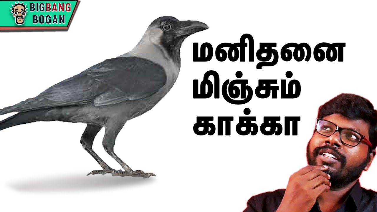 மனிதனைபோல் சிந்திக்கும் காகங்கள் | The intelligence of Crows |Big Bang Bogan