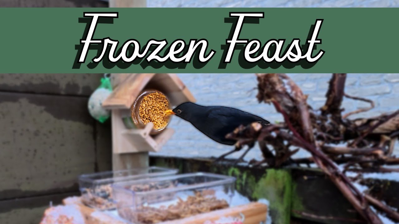 Birds vs Ice 28 Min Urban Nature Experience | Urban Garden Bird Feeding in 4K