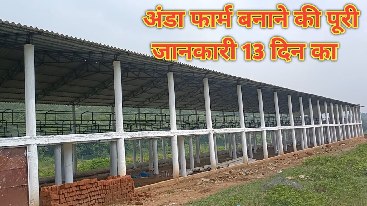 अंडा फार्म कैसे बनाये l Layer farming 10000 birds project report l Layer Farming in Assam