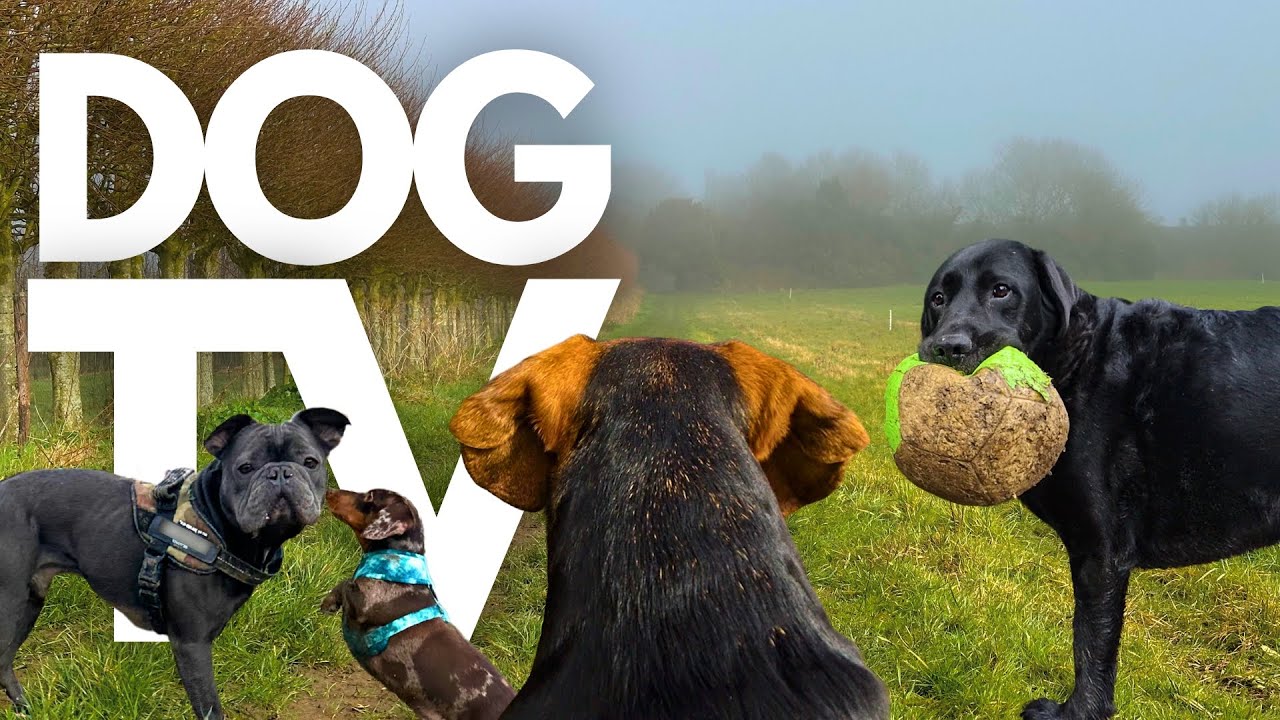 GoPro DogTV | 10hrs of Tranquil Virtual Dog Walks Through Foggy Countryside 🐾☁️ Dog POV