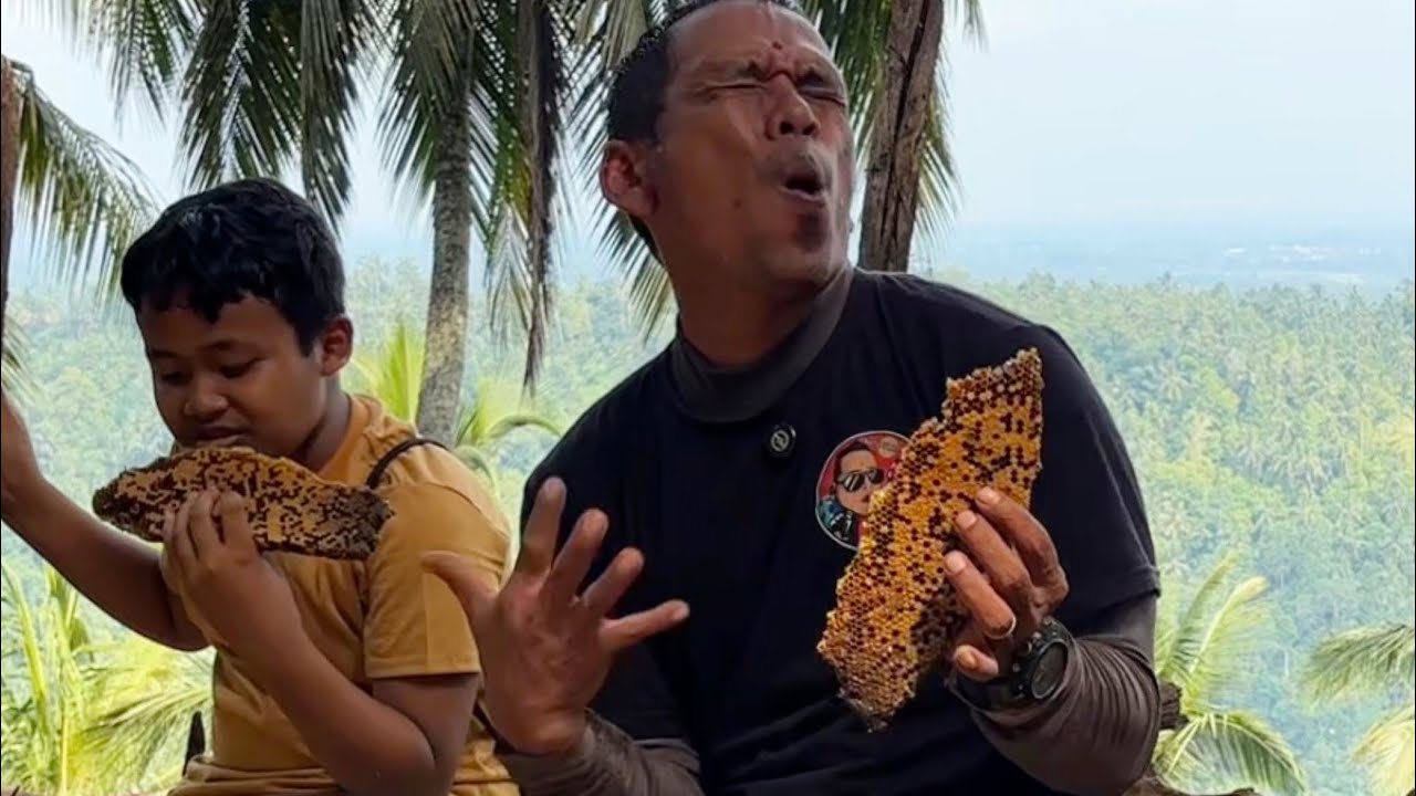 Sengatannya tidak terhitung,saat mengambil larva lebah di dekat rumah pohon