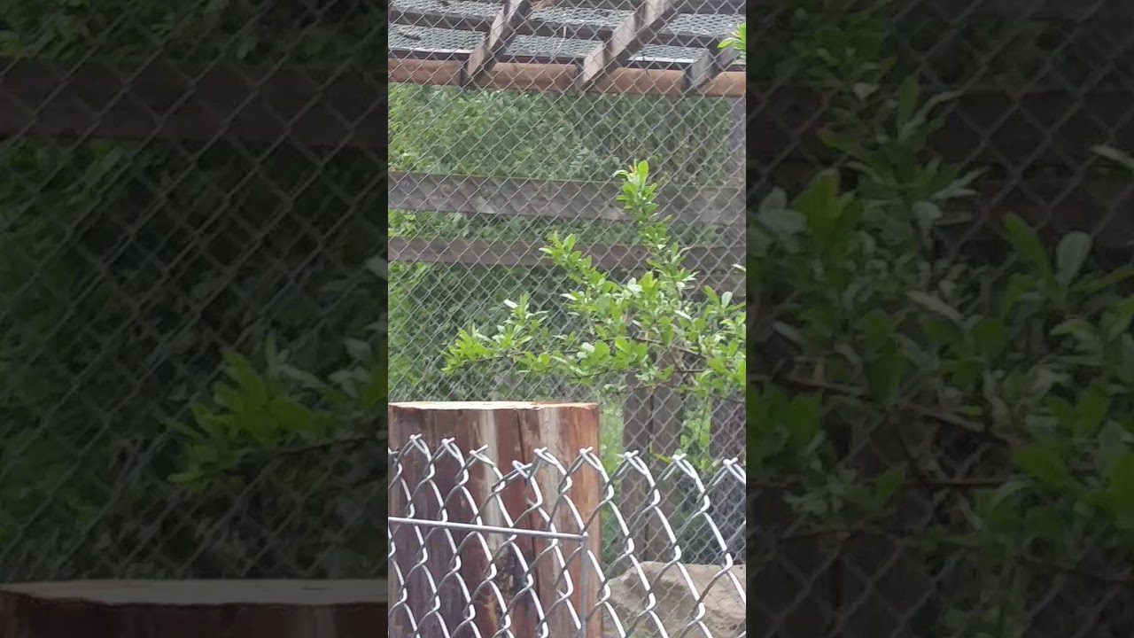 At dew haven zoo in Maine