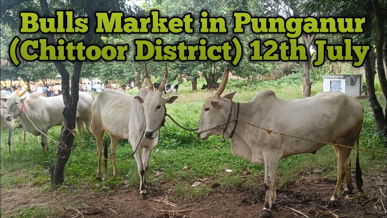 Best Price Hallikar Bulls Market in Punganur 12th July
