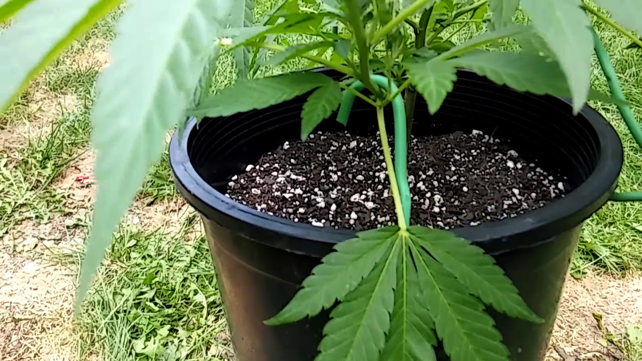 Mint chocolate chip cookie 5 gallon pot let's get it✌😎