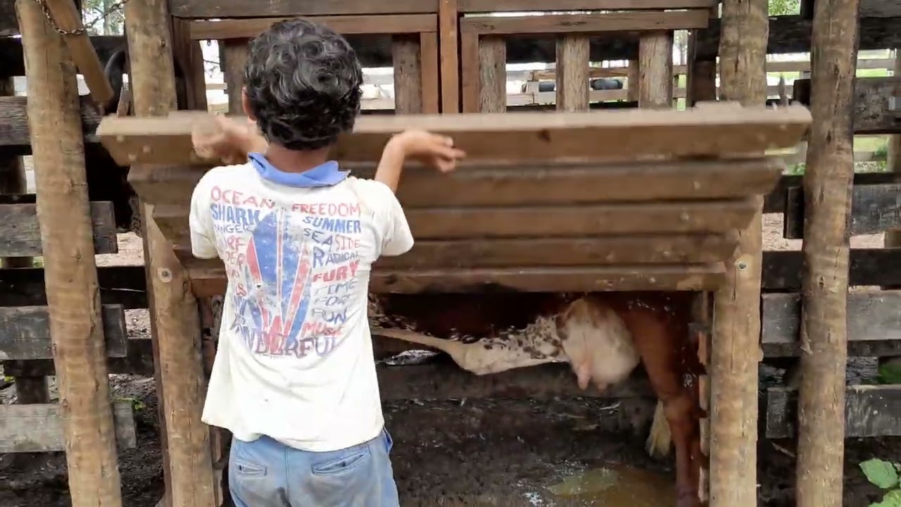 Fizemos um brete e pescoçeira artesanal. Vejam ...