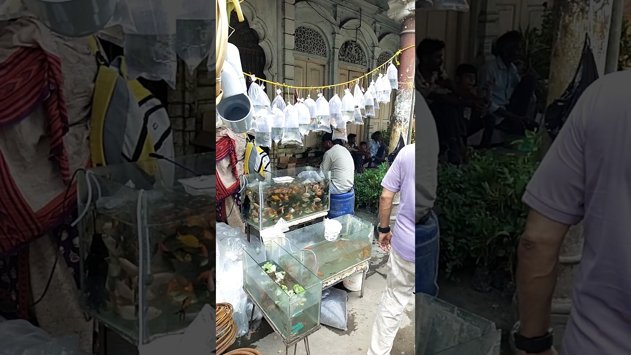 Nakhaas Market Visit 🐠 | Guppy Fish For My Tank #fish #guppy