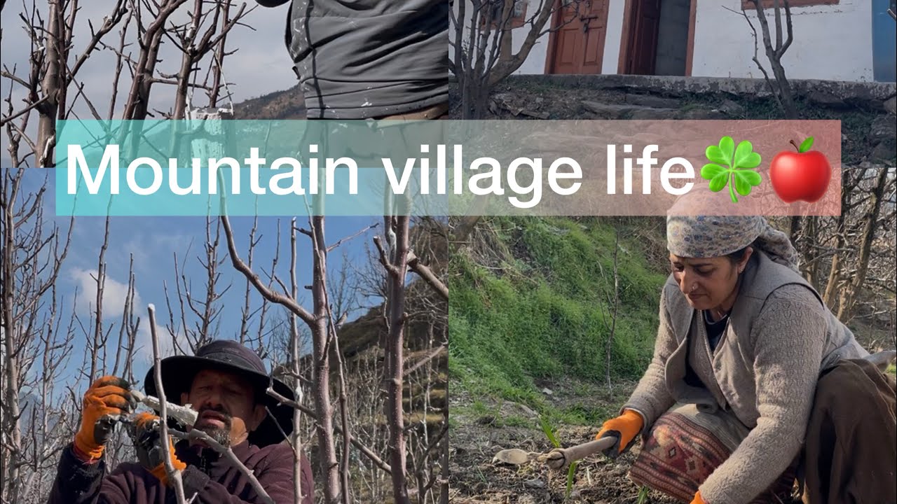 Himachal Mountain village life🍎| Daily orchard work🍀| 