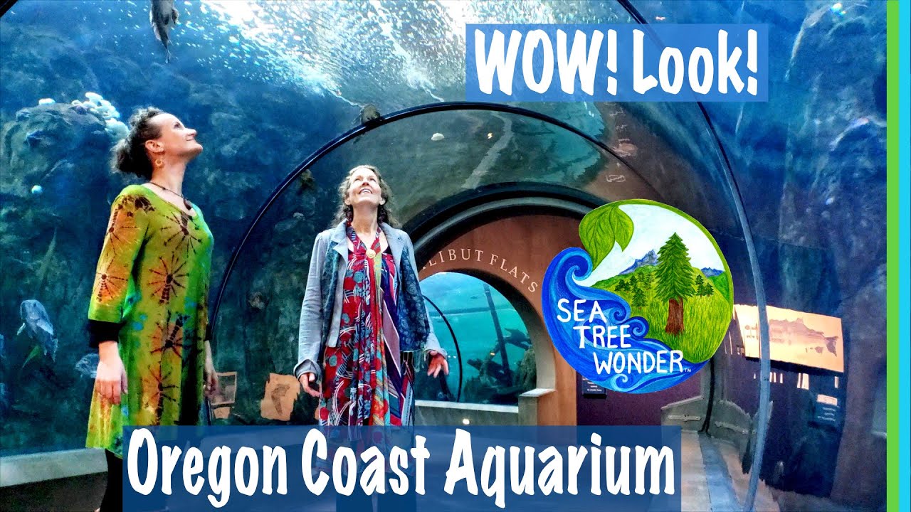 Oregon Coast Aquarium: Window of Wonder into the Magnificent Undersea World