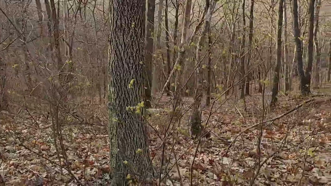 Glance at First Spring Peeps along the Illinois River Bluff Trail near Robinson Park & Mossville