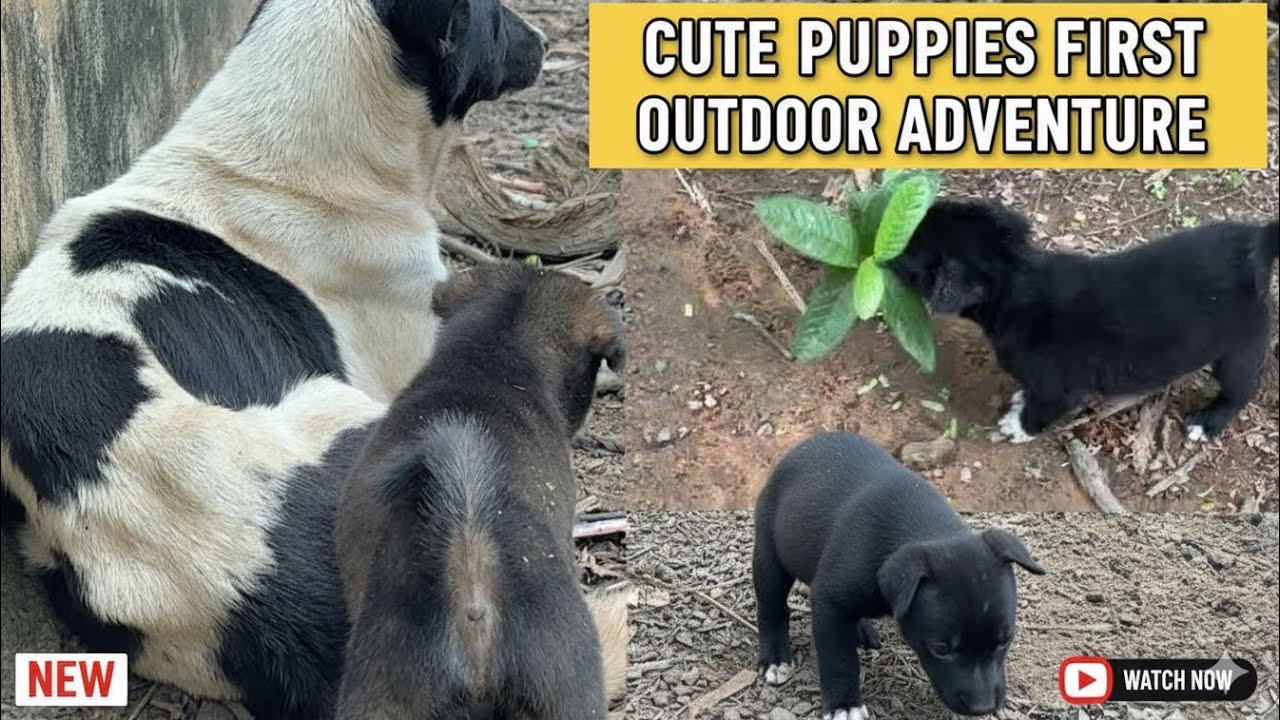 Happy Puppy Outdoor Adventure | Cute Dog Enjoying Nature 🐶🌿