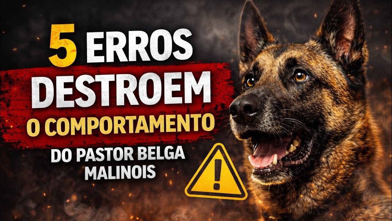 5 Erros Que DESTROEM o Comportamento do Pastor Belga Malinois
