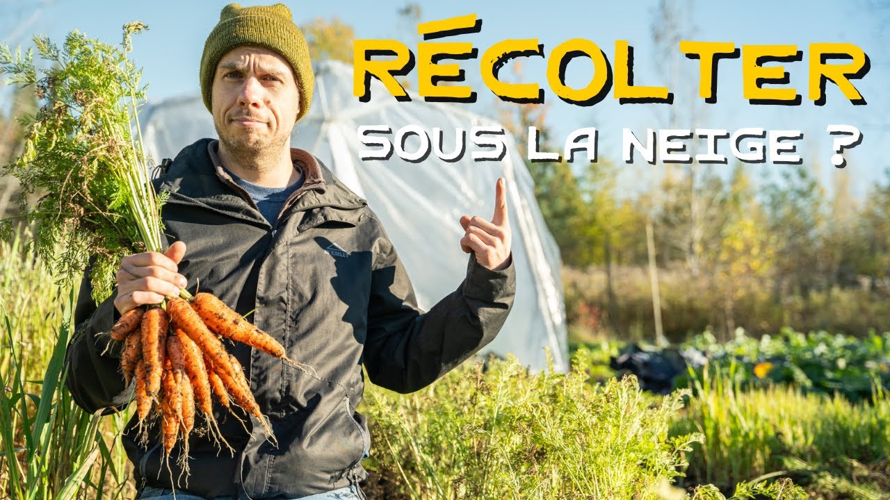 Carottes dans le sol TOUT L’HIVER : bonne idée OU PAS ? 🥕🤨