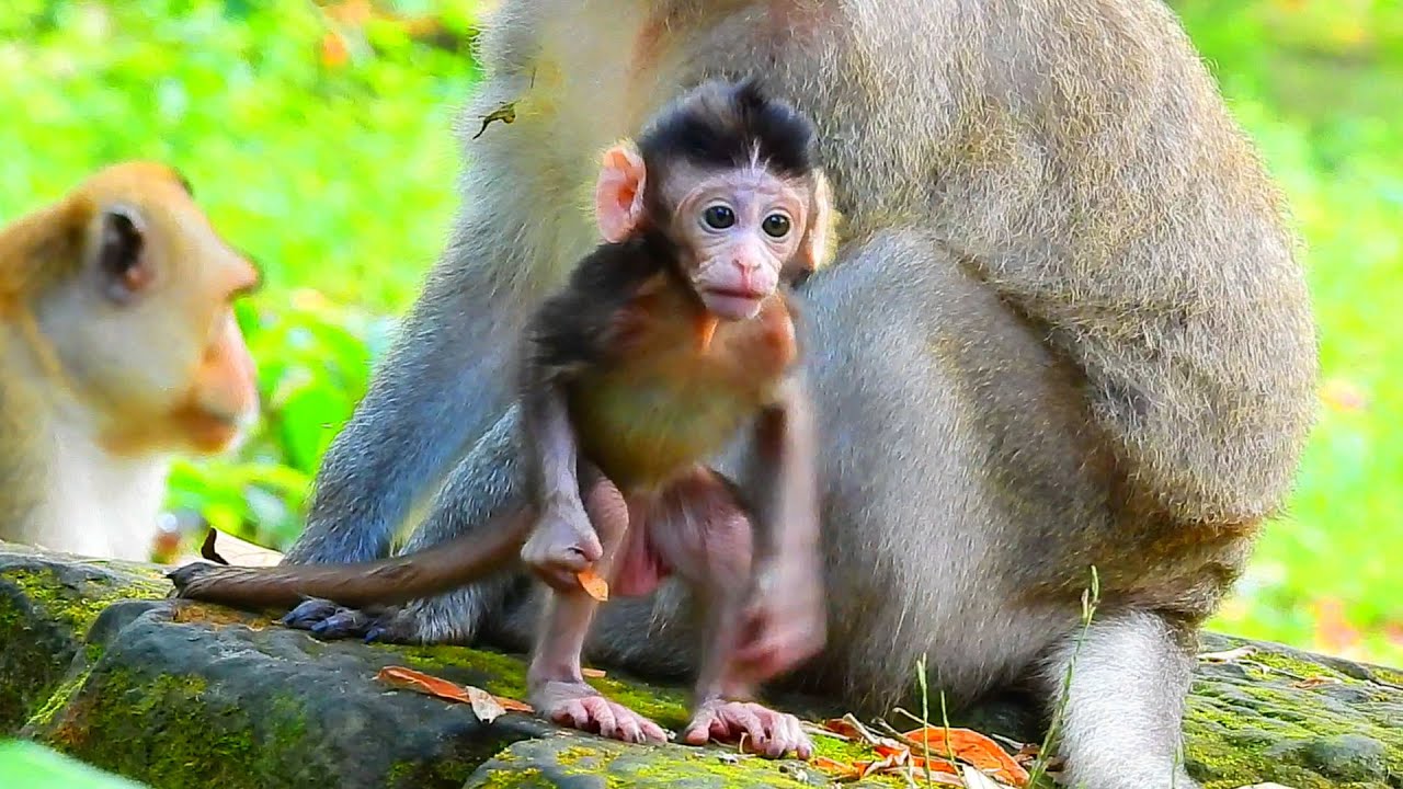 Wow!! super gorgeous baby Venus standing what does she looking for so cute  💕💕💖💖