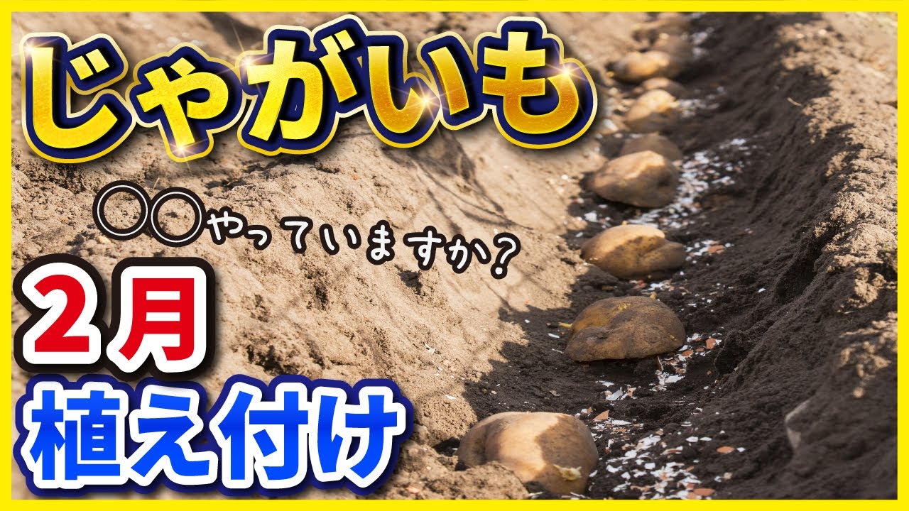 【第9回】ジャガイモ栽培！2月の寒い時期の