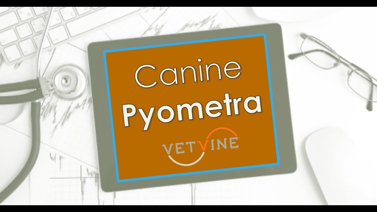 Canine Pyometra - Why Some Dogs Don't Get Better With Medical Treatment or Experience Relapses