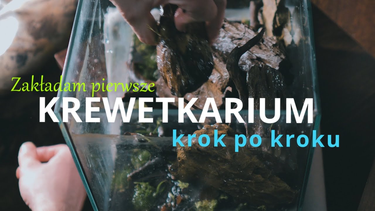 Jak założyć pierwsze akwarium? / Nano shrimp tank simple aquascaping