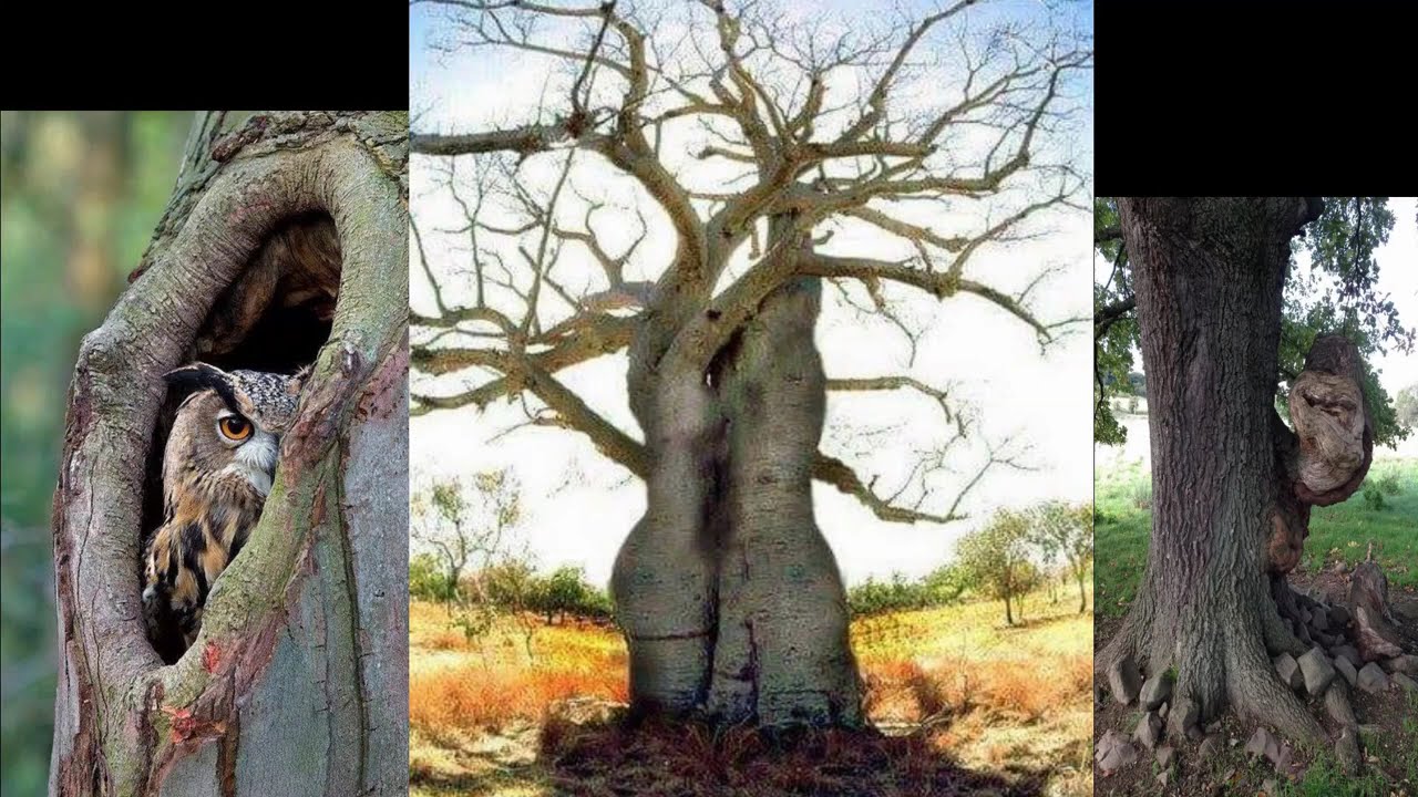 MES AMIS LES ARBRES
