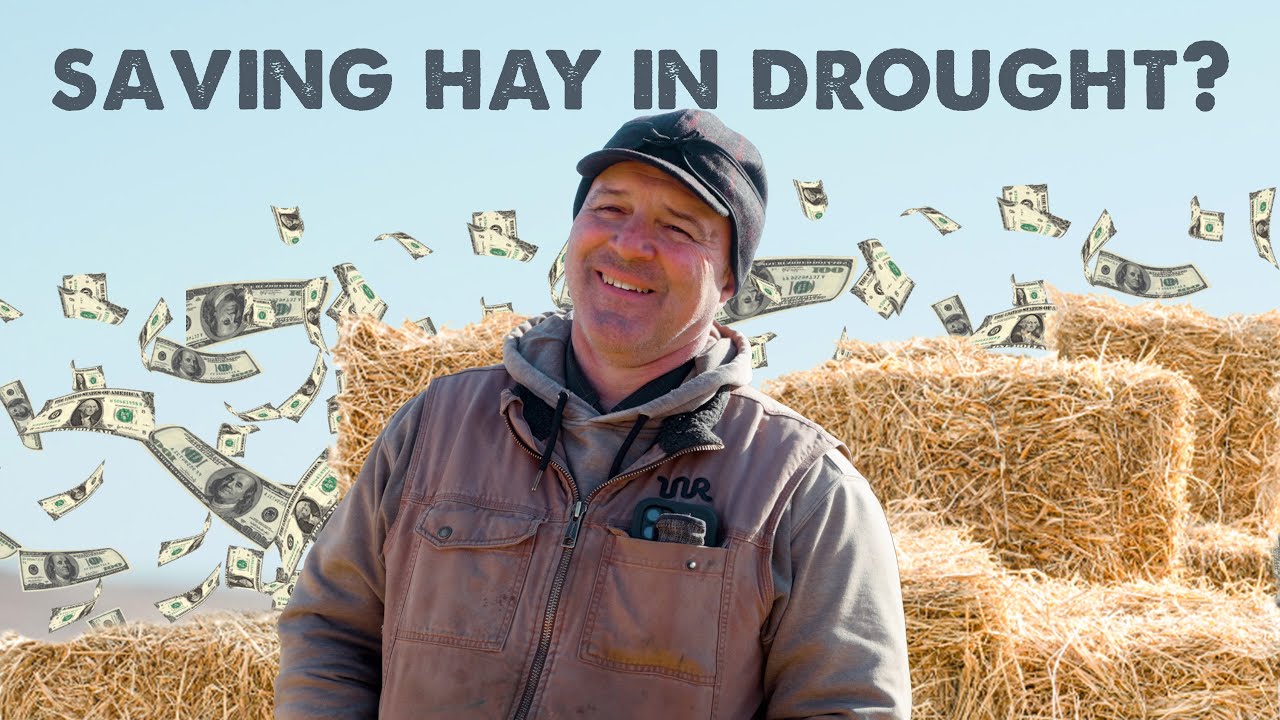 How We Stretched Our Hay Through Years of Drought