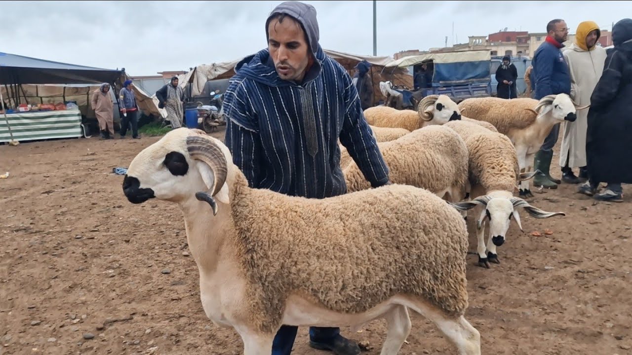 مباشرة من سوق جمعة كيسر مع اتمنة حولى ونعجة بتاريخ 13/02/2026 🐏🐑🌧🇲🇦